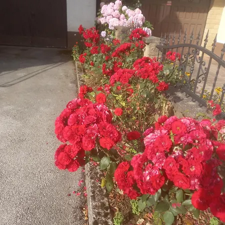 Apartma צרקניצה
